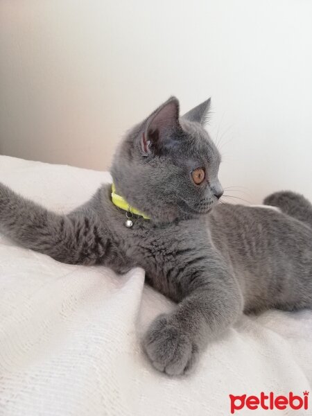 British Shorthair, Kedi  Ekim fotoğrafı