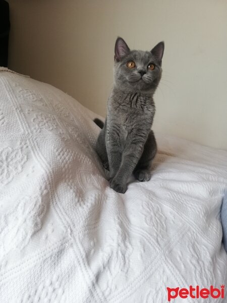 British Shorthair, Kedi  Ekim fotoğrafı