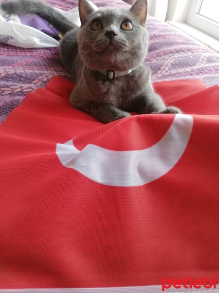 British Shorthair, Kedi  Ekim fotoğrafı