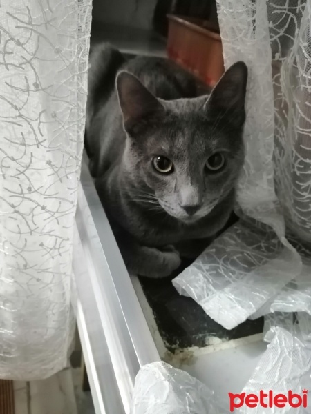 Mavi Rus, Kedi  Gümüş fotoğrafı