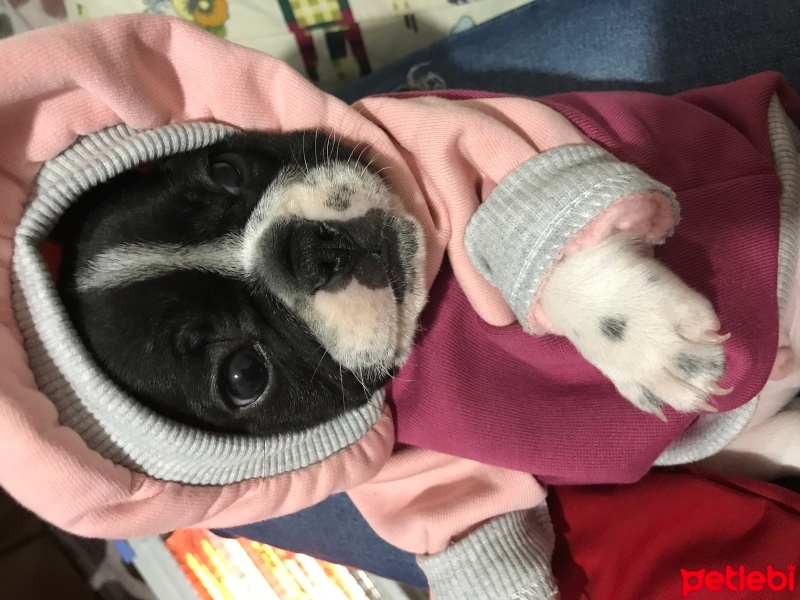 Fransız Bulldog, Köpek  Maske fotoğrafı