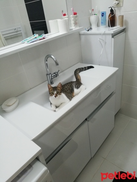 Tekir Kedi, Kedi  Duman fotoğrafı