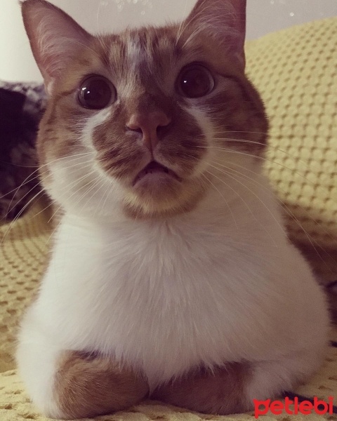 Sarman, Kedi  Lebiş fotoğrafı