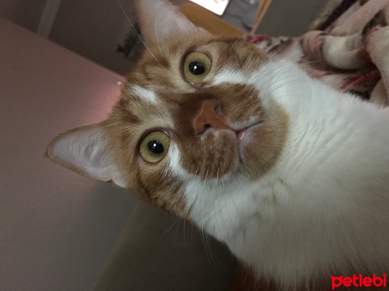 Sarman, Kedi  Lebiş fotoğrafı