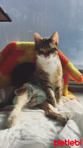 Sarman, Kedi  Lebiş fotoğrafı