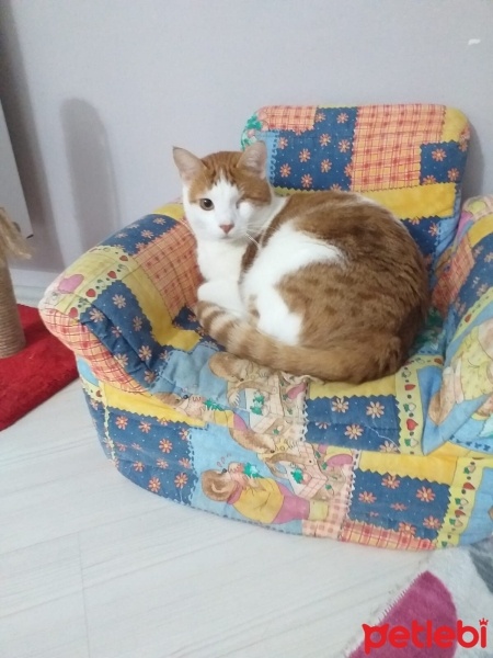 Sarman, Kedi  Lebiş fotoğrafı