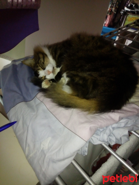 Soke, Kedi  İpek fotoğrafı