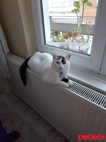 Tekir Kedi, Kedi  Boncuk fotoğrafı