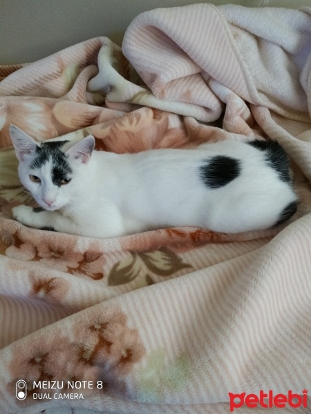 Tekir Kedi, Kedi  Boncuk fotoğrafı