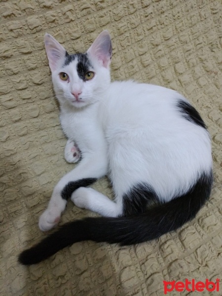 Tekir Kedi, Kedi  Boncuk fotoğrafı