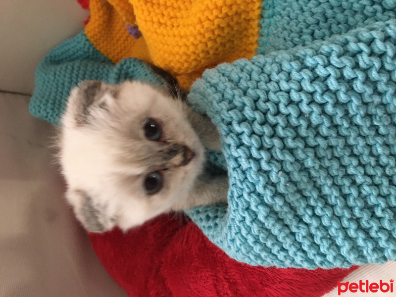 Scottish Fold, Kedi  Ponçik  fotoğrafı