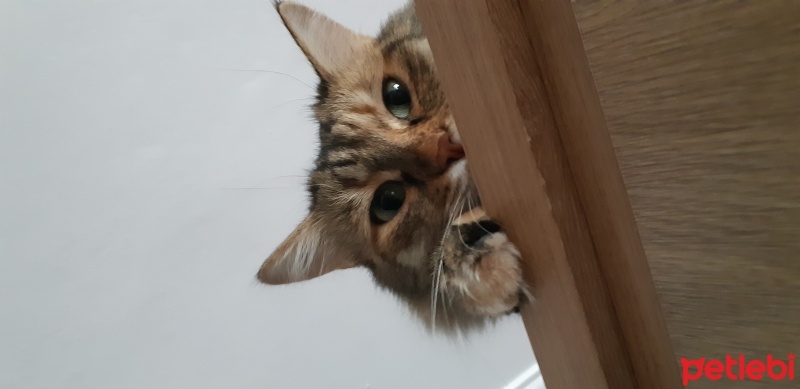Tekir Kedi, Kedi  Porsuk fotoğrafı
