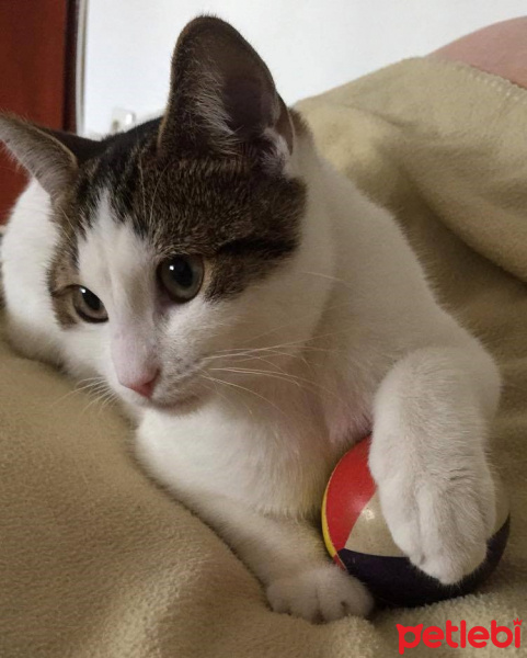 Tekir Kedi, Kedi  Pati Pepper fotoğrafı