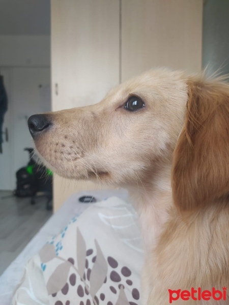 Golden Retriever, Köpek  Linda fotoğrafı
