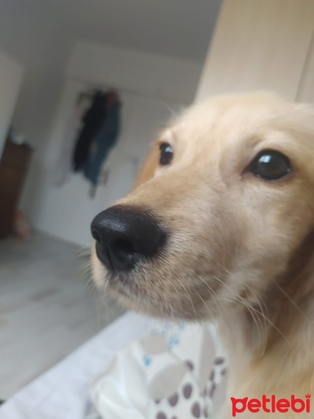 Golden Retriever, Köpek  Linda fotoğrafı