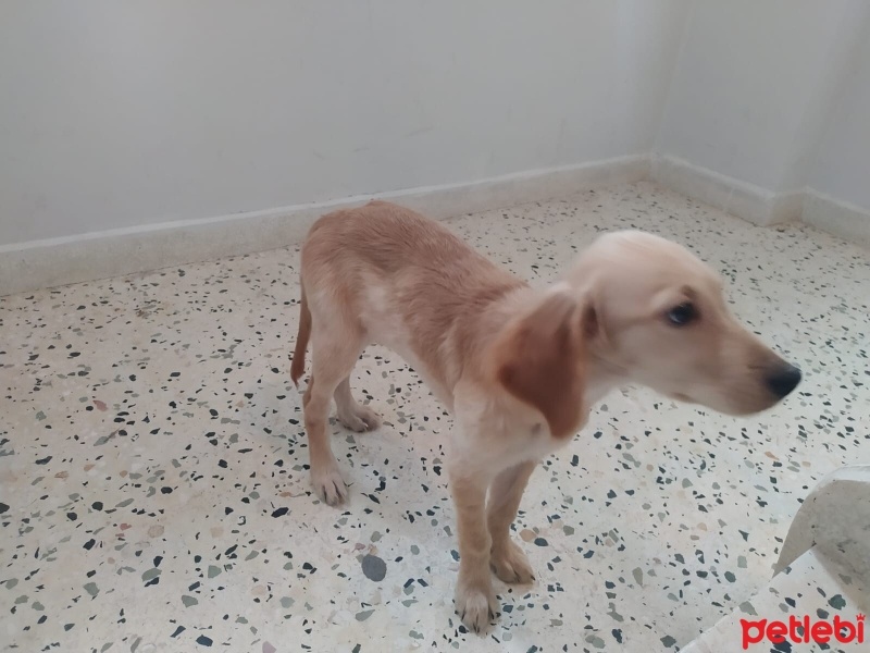 Golden Retriever, Köpek  Linda fotoğrafı