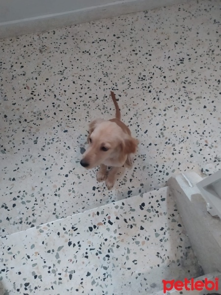 Golden Retriever, Köpek  Linda fotoğrafı