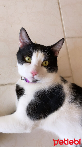 Tuxedo (Smokin) Kedi, Kedi  Simba fotoğrafı