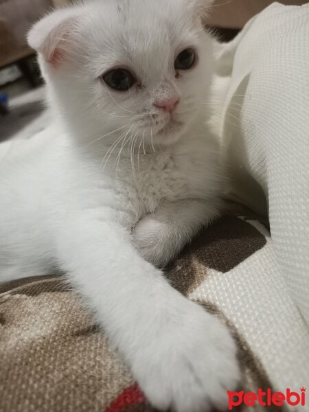 Scottish Fold, Kedi  Minnak fotoğrafı