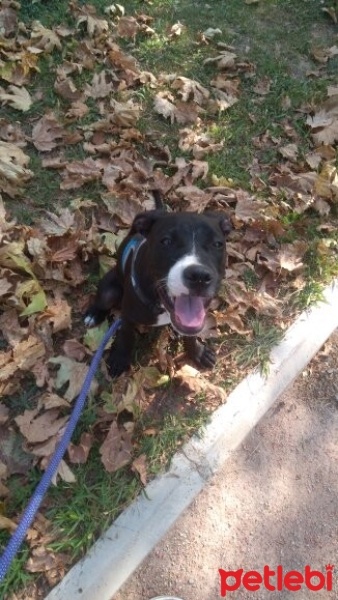 Amerikan Staffordshire Terrier, Köpek  Kaju fotoğrafı