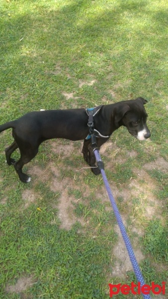 Amerikan Staffordshire Terrier, Köpek  Kaju fotoğrafı