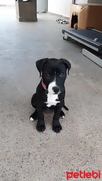 Amerikan Staffordshire Terrier, Köpek  Kaju fotoğrafı