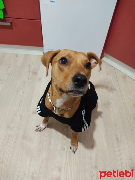 Amerikan Pitbull Terrier, Köpek  Lucy fotoğrafı