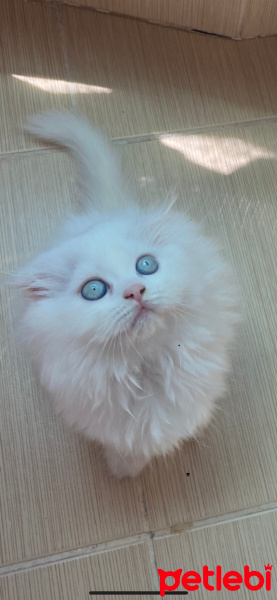 Scottish Fold, Kedi  Süslü fotoğrafı