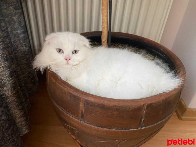 Scottish Fold, Kedi  Süslü fotoğrafı