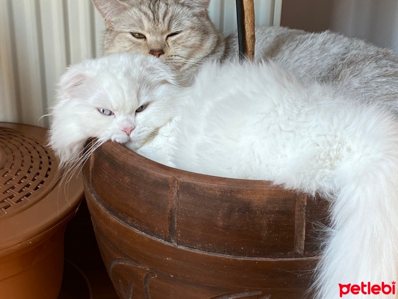 Scottish Fold, Kedi  Süslü fotoğrafı