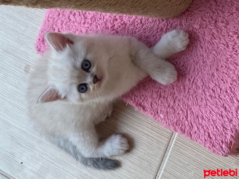 Scottish Fold, Kedi  Süslü fotoğrafı