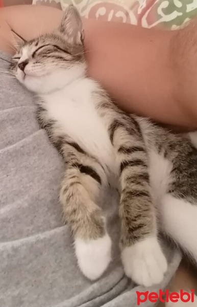 Tekir Kedi, Kedi  Boncuk fotoğrafı