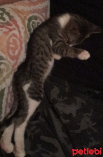Tekir Kedi, Kedi  Boncuk fotoğrafı