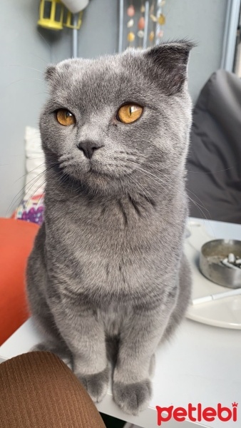 British Shorthair, Kedi  Gölge fotoğrafı