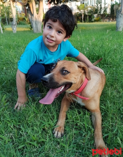 Amerikan Staffordshire Terrier, Köpek  Lexa fotoğrafı