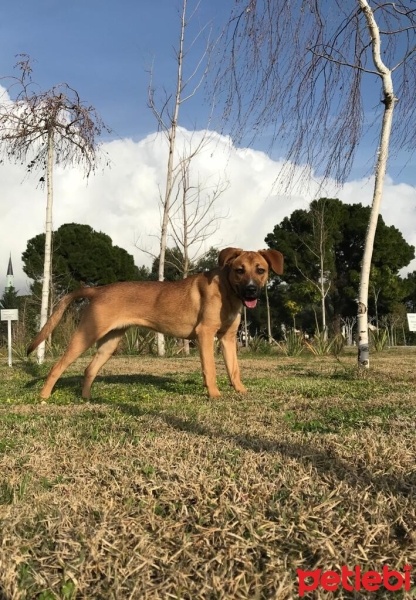 Amerikan Staffordshire Terrier, Köpek  Lexa fotoğrafı