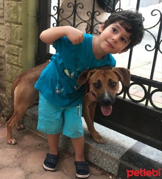 Amerikan Staffordshire Terrier, Köpek  Lexa fotoğrafı