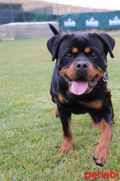 Rottweiler, Köpek  Faith fotoğrafı