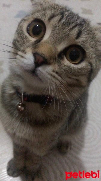 Scottish Fold, Kedi  Venüs fotoğrafı