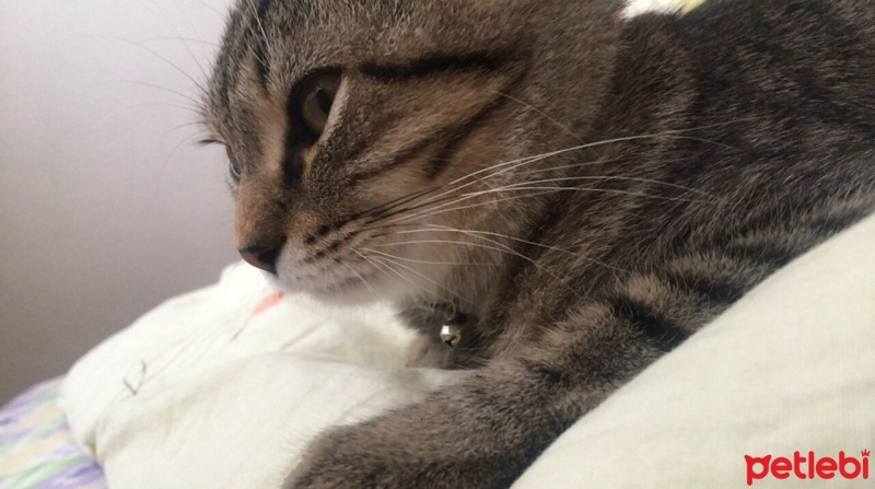 Scottish Fold, Kedi  Venüs fotoğrafı