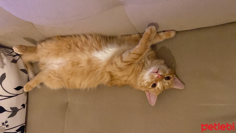 Sarman, Kedi  Balkız fotoğrafı