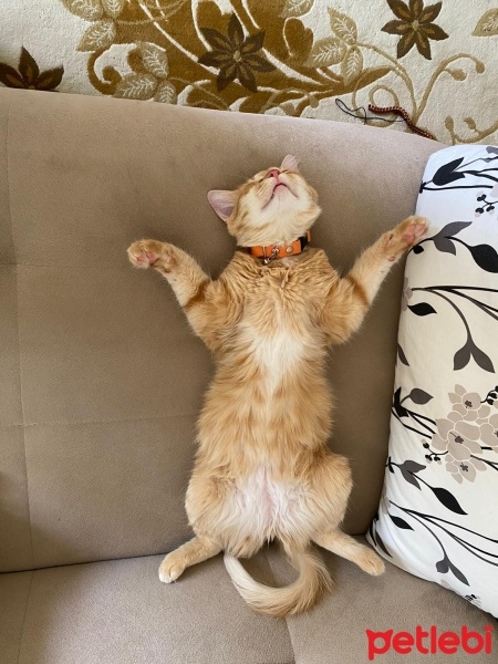 Sarman, Kedi  Balkız fotoğrafı