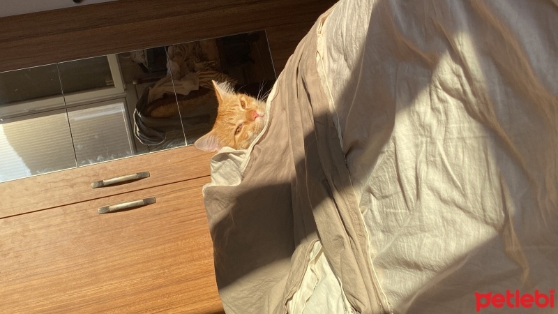 Sarman, Kedi  Balkız fotoğrafı