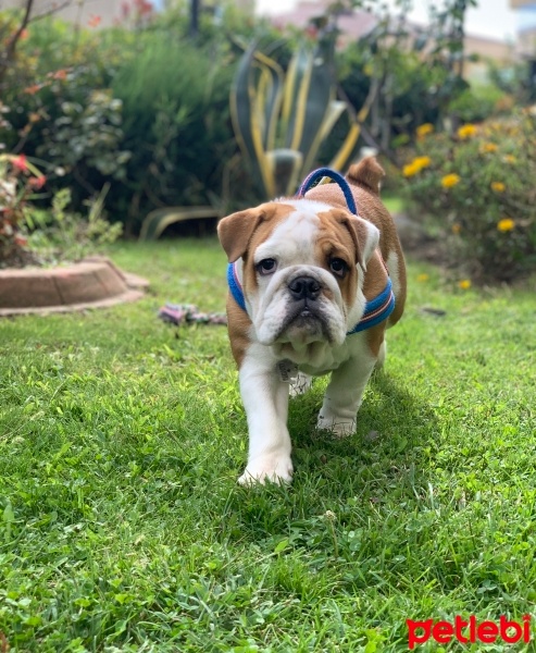 İngiliz Bulldog, Köpek  Arthur fotoğrafı