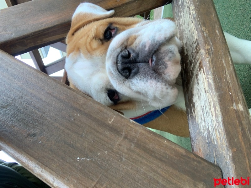 İngiliz Bulldog, Köpek  Arthur fotoğrafı