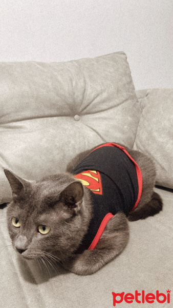 Mavi Rus, Kedi  Bulut fotoğrafı