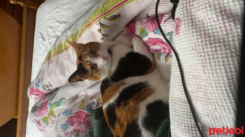 Tekir Kedi, Kedi  Arya fotoğrafı