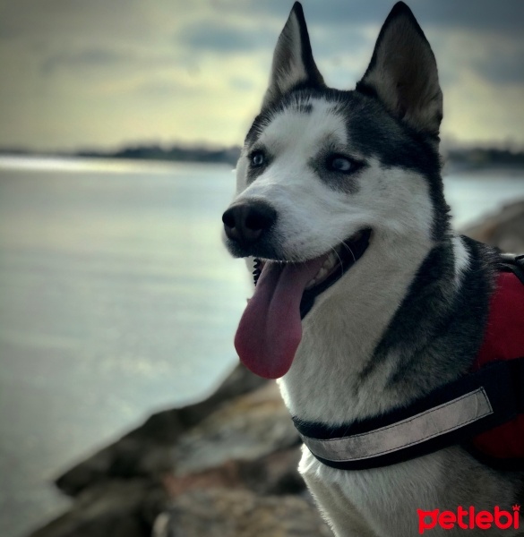 Sibirya Kurdu (Husky), Köpek  Maya fotoğrafı