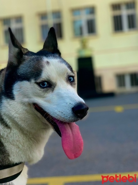 Sibirya Kurdu (Husky), Köpek  Maya fotoğrafı