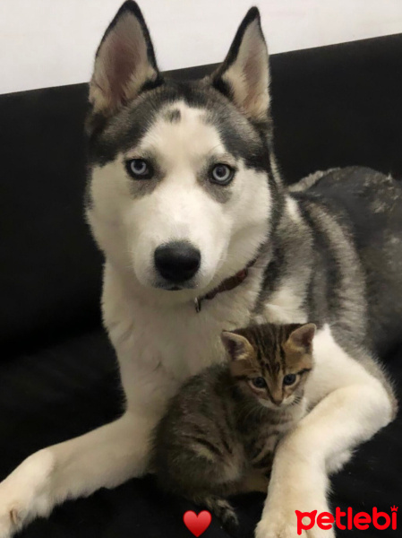 Sibirya Kurdu (Husky), Köpek  Maya fotoğrafı